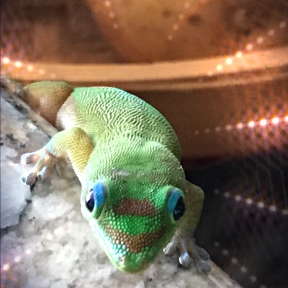 Meet your Posher, Sara. - Picture 5 of 8